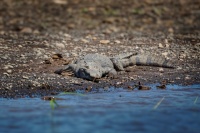 Krokodyl americky - Crocodylus acutus - American Crocodile o0633